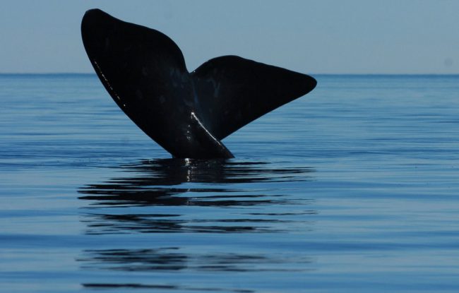 pto madryn 31-10-08 ballenas y sus crias este mediodia en pto piramides foto maxi jonas